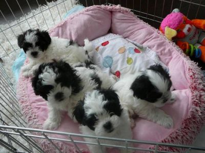 Shih Tzu Puppies