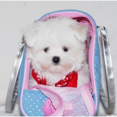 Fantastic maltese puppies  for free adoption to a lovely home