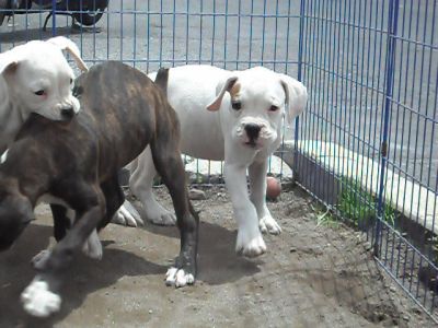 Lovely Boxer pure breed puppies for a caring home for adoption,