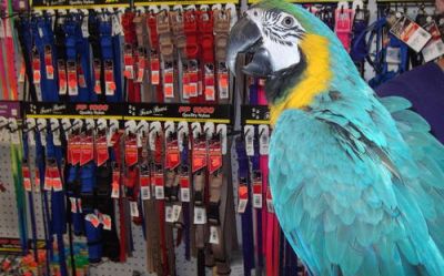 Blue and Gold Macaw $1,050