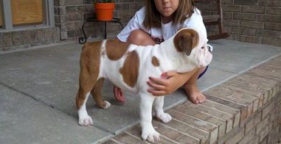 English Bull dog puppies