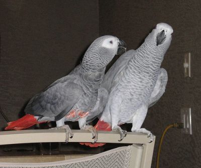 lovely pair of talking african gray parrots