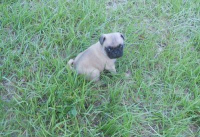 Fawn sweet Pug male and female Tiny Puppies available