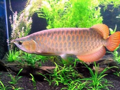 Asian SUPER RED, RTG, GOLDEN X BACK AROWANA FISHES
