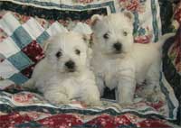 west highland white terrier puppies