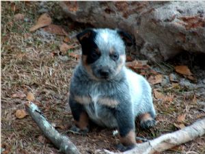 Australian cattle dogs Puppies Available!