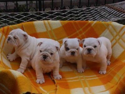 Adorable English Bulldog Puppies for your family