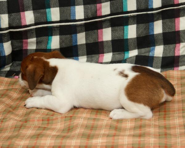 Gorgeous Jack Russell Terrier puppies for adoption.