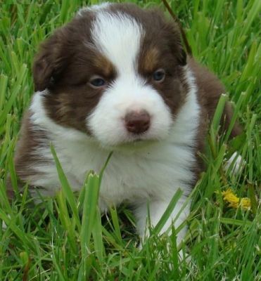 Well Trained Border Collies Puppies
