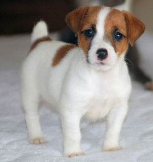 Sweet Jack Russell Puppies for Adoption