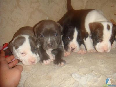 American Staffordshire Bull Terrier puppies