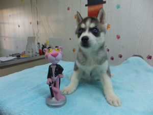 Siberian Husky Puppies
