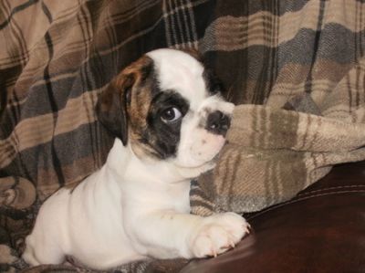 Male and female english bulldog puppies are ready to go in a loving and caring home