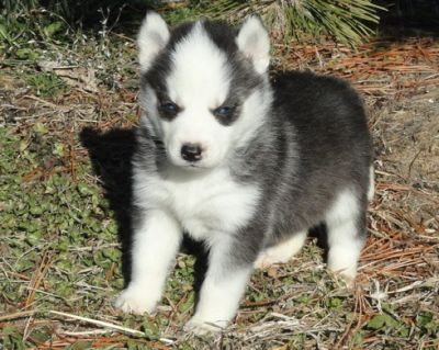 Siberian Husky Puppies For New Families.