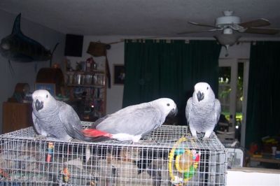 african grey parrots for adoption