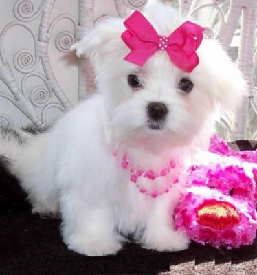 Lovely Maltese Puppies For Adoption ?