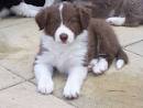 red border collies puppies ready for adoption