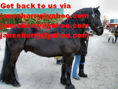 Black beautiful horse 