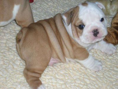 baby English bulldog puppies For Adoption