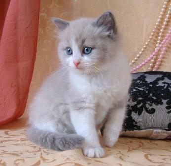 Ragdoll Kittens available now..young and loves cuddling..