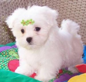 Snow white Maltese Puppies.