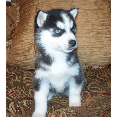 Available Siberian Husky Beautiful white husky