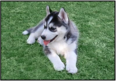 Siberian Husky Puppies
