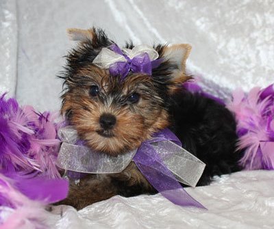 Excellent   Yorkie Puppies For Free Adoption
