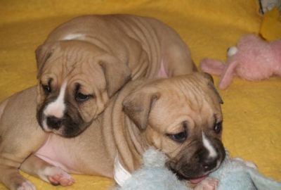 STAFFORDSHIRE BULL TERRIER PUPS
