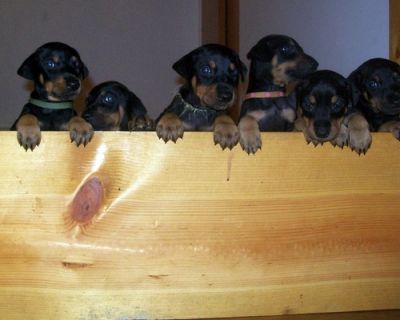  Doberman Pinscher Puppies