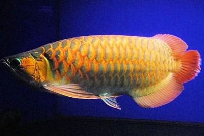 quality top super red arowana fish and many others  for afordable prices