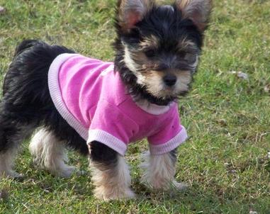 Charming Yorkshire Terrier Puppies For Sale