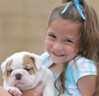 AKC registered Champion pedigree and Champion sired English Bulldog puppies