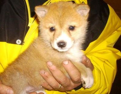 Shiba Inu Puppies For Sale