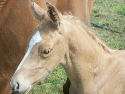 IDEAL FARM FOR HORSE LOVERS.and  finance solution to help