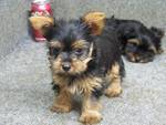 yorkies puppies for adoption