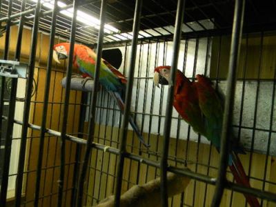 Free Pair Of Green Winged Macaw Parrots for a good home