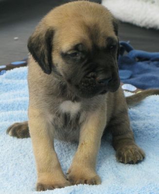 Sweet Mastiif Puppies For New Homes.