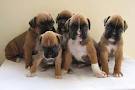 Nikita $$ Boxer Puppies for sale