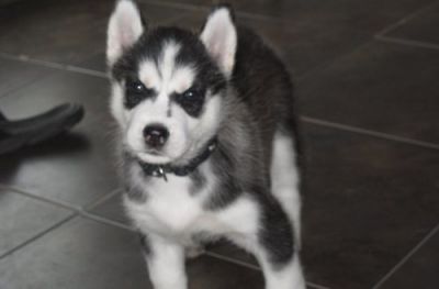 Outstanding Siberian Husky Puppies For Adoption