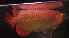 well fed super red arowana and other species for sale at affordable prices!!!