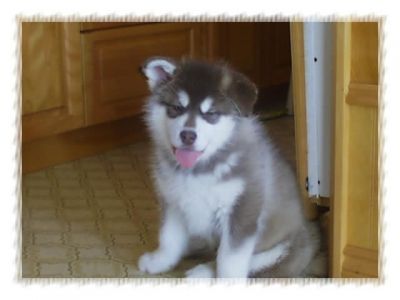 Pure Alaskan Malamute Puppies Ready.