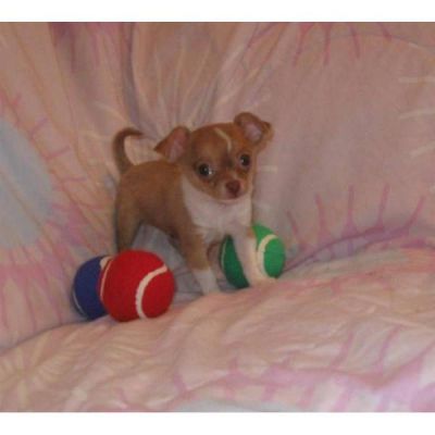 loving chihuahua puppy for aadoption for sale