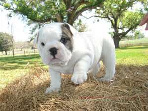 English Bulldog for sale