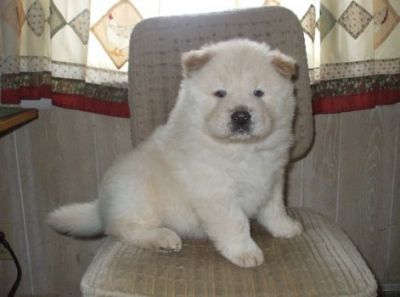 Beautiful Chow Chow Puppies For Sale