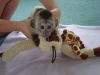Home Raised Capuchin,Marmoset,Squirrel and Spider monkeys for Adoption