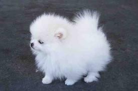cute and lovely puppies for adoption Pomeranian
