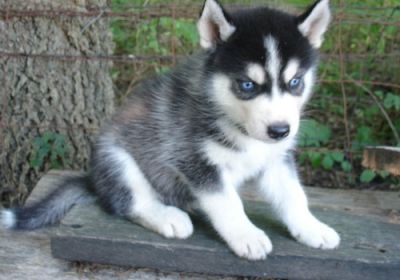 Blue eyes siberian husky puppies.
