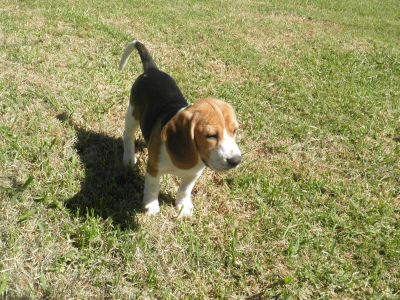 PEDIGREE BEAGLE PUPPIES LOOKING FOR GOOD HOMES