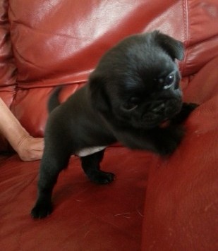 lovely pug for free adoption